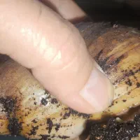 حلزون درجه یک،مولد