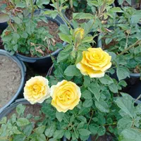 گل ناز گوشتی باغچه ای آپارتمانی،رزماری شمشاد،ترون|گل و گیاه طبیعی|تهران, افسریه شمالی|دیوار