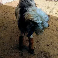 بره شیری|حیوانات مزرعه|اردل, |دیوار