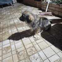 سگ پا کوتاه خیلی ساکت