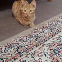 بچه گربه نارنجی و مشکی DSH