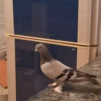 سبز هل پاپر درجه یک|پرنده|مرودشت, ابوذر جنوبی|دیوار