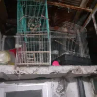 دوتا قفس پرنده