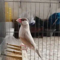 عروس هلندی و فنچ نرگسی|پرنده|دزفول, |دیوار