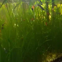 گیاه گندمی آکواریوم|ماهی|تربت جام, فاز ۳ فرهنگیان|دیوار