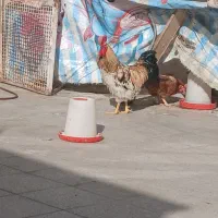 خروس ۹ماهه فروشی