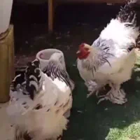 تخم مرغ نطفه دار برهما