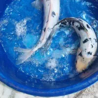تعداد ۵۰ عدد مولد تایلندی یک جا به فروش میرسد