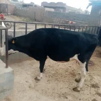 4 ماه ضمانتی آبستن می باشد 7کیلوشیر|حیوانات مزرعه|فیروزآباد (آذربایجان), |دیوار