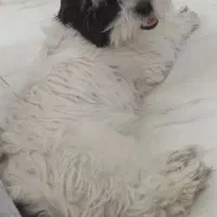 واگذاری دوعددسگ شیتزو|سگ|شیراز, قلعه نو|دیوار