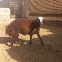 برقوچی افشاری|حیوانات مزرعه|مشهد, کوشش|دیوار