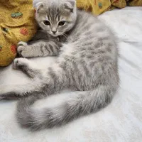 بچه گربه اسکاتیش ۲ماه و نیم