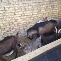 بزغاله نر آلپایین|حیوانات مزرعه|دهق, |دیوار