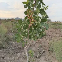 فروش یک هکتارپسته اکبری|فروش زمین و ملک کلنگی|راین, |دیوار