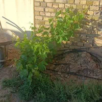 لوله آبیاری قطره ای