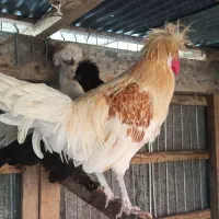 مرغ لهستانی با خروس فروشی|حیوانات مزرعه|سیاهکل, |دیوار