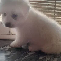 حیوانات خانگی