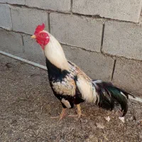 خروس قلدر