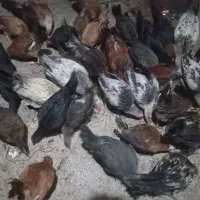 جوجه خروس و مرغ محلی اصل جان بچم|حیوانات مزرعه|جیرفت, |دیوار