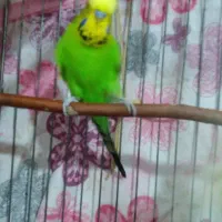 مرغ عشق انگلیسی گرید A|پرنده|الوند, |دیوار