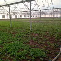 گلخانه هیدروپونیک فول امکانات در دشت