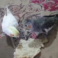 عروس هلندی|حیوانات|زاهدان, |دیوار