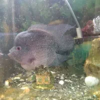 فلاور باکس درشت کلکسیونی|ماهی|مشهد, شاهد (شهرک غرب)|دیوار