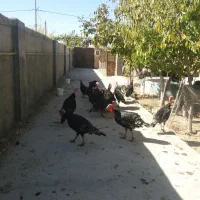 بوقلمون نر وخروس کاکلی لهستانی|حیوانات مزرعه|مشهد, شهرک رازی (شهرک غرب)|دیوار
