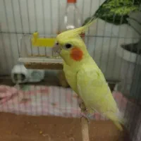 عروس هلندی نر دستی