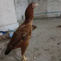خروس لاری