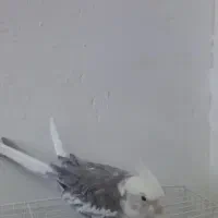 عروس هلندی|پرنده|مشهد, نیزه|دیوار