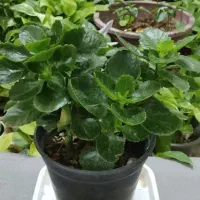 آپارتمانتو با این گلها زیباتر کن|گل و گیاه طبیعی|شاهینشهر, خبرنگار|دیوار