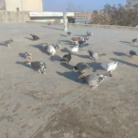 کبوتر‌پرنده‌