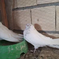 کله خالدار نوک فنج