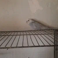 مرغ عشق مولد واقعی  با تخم