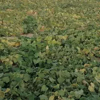 خیار سبز خیارشوری
