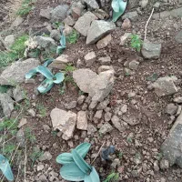 والک کوهی پخش عمده و خرده