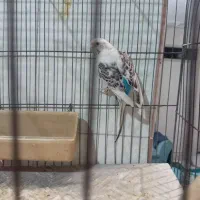 خوکچه هندی خوشگل وبامزه|موش و خرگوش|تهران, امیر بهادر|دیوار