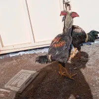 جوجه لاری افغان