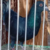 کبوتر پلاکی سیاه|پرنده|ساوه, |دیوار