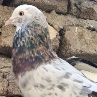 کبوتر دانه ای 250 یک کلمه|پرنده|نکا, |دیوار