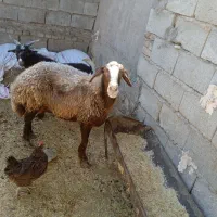 قصابی گوشت ارزان ودام زنده گوساله،شیشک،بز،تی،|حیوانات مزرعه|پلدختر, |دیوار