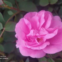 نهال گل محمدی نژاداردهالی