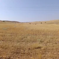 علوفه دامی