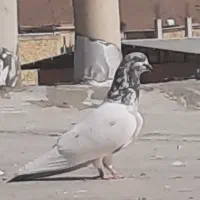 کفتر پرشی زمین و اسمون