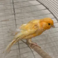 قناری نر پرتغالی با قفس تمام تشکیلات