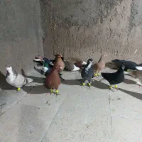 21عدد ماده رنگی پرشی