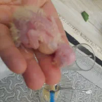 عروس هلندی دستی|پرنده|ابهر, |دیوار