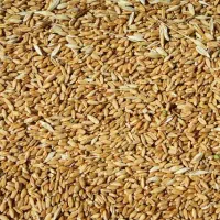فروش بذر گندم دیم