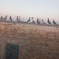موکت دست بافت